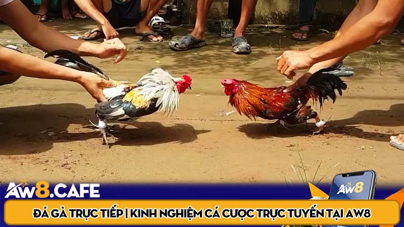 Đá gà trực tiếp